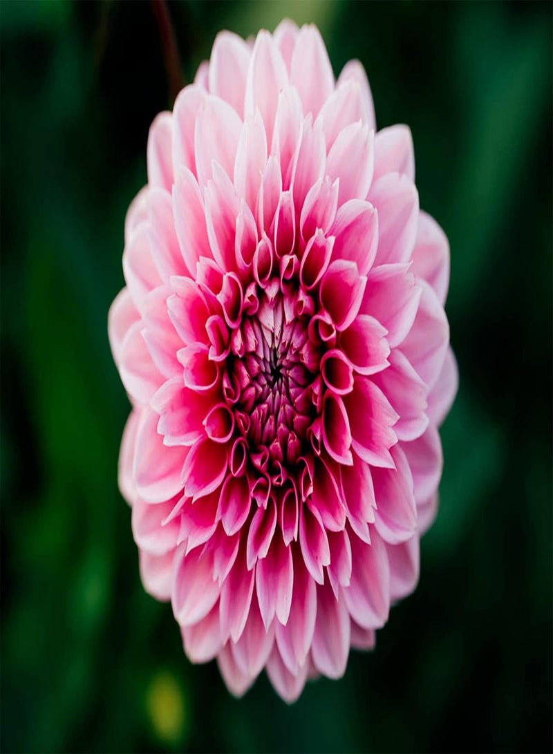 جي جوت 500 قطعة من بذور الداليا المتنوعة للزراعة في المناظر الطبيعية الخارجية لخلق بيئة هادئة وجميلة في الفناء - Image 3