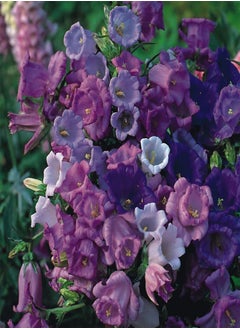 Canterbury Bells Calycanthema Mixed Flower Seeds - 140 Seeds Approx