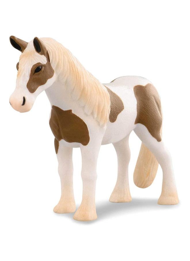 Terra Terra Arabian Stallion 