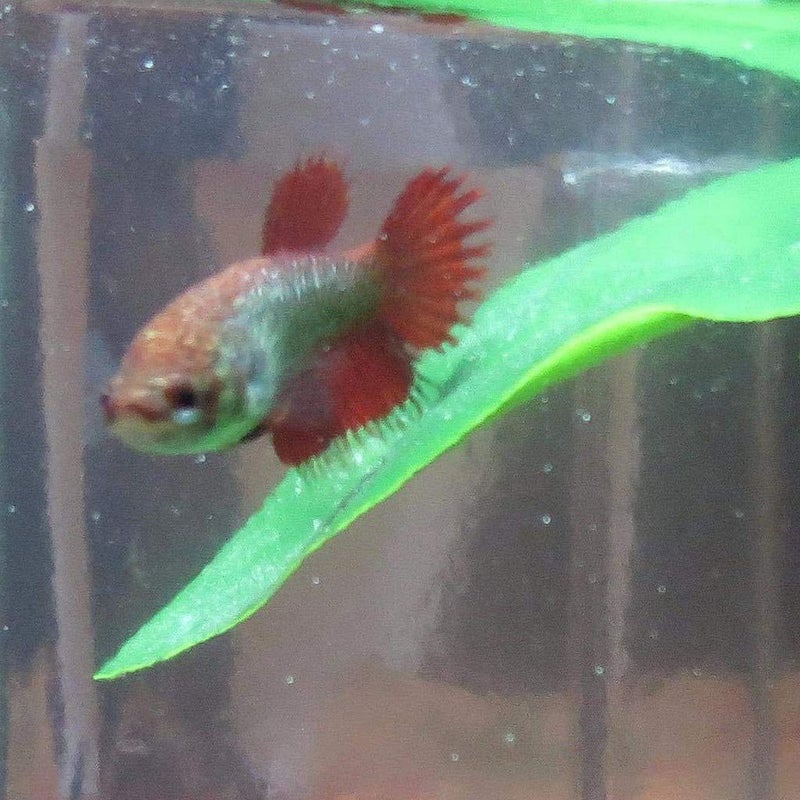 Fish Bed Decorative Hideouts with Suction Cup Green Hideaway Decor for Aquarium Terrarium Ornaments - Image 5