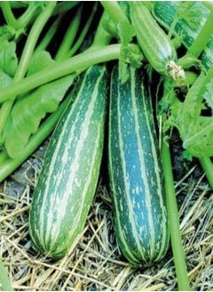 5 Seeds of Vegetable Courgette Marrow Trailing