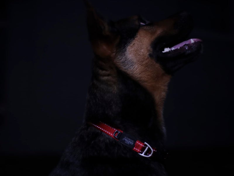 Rogz Reflective Dog Collar for Large Dogs, Adjustable from 13-22 inches, Black - Image 5