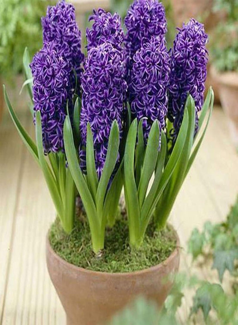 GGOOT 300Pcs/Bag Hyacinth Seed Eco-Friendly Easy to Plant Fresh Hyacinth Flower Seed for Home - Image 1