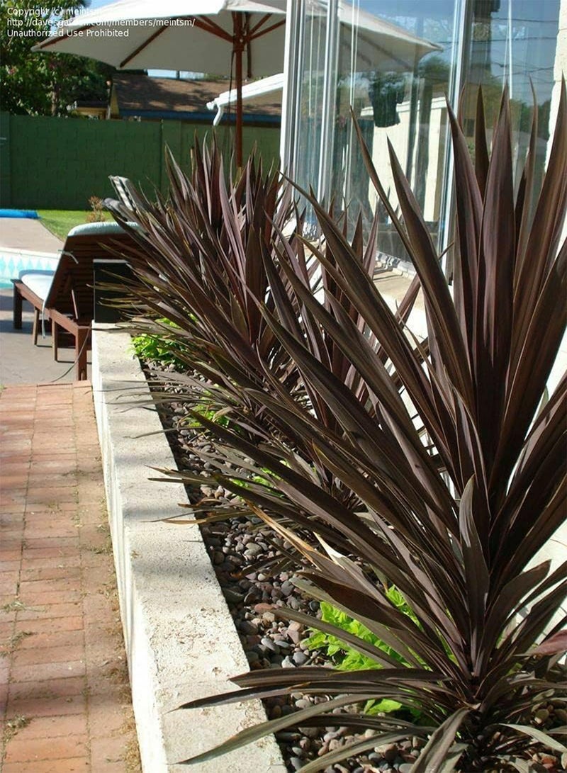 جي جوت كورديلاين أستراليس بوربوريا، أكثر من 20 بذرة طازجة، نخيل كورنيش، شحن في نفس اليوم - Image 3