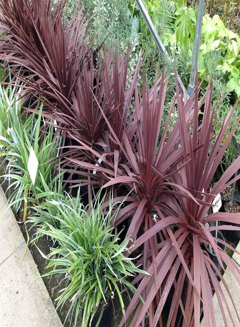 جي جوت كورديلاين أستراليس بوربوريا، أكثر من 20 بذرة طازجة، نخيل كورنيش، شحن في نفس اليوم - Image 2