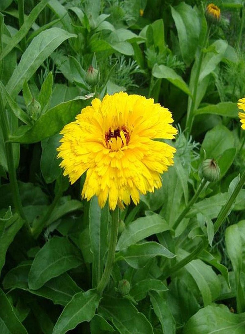 GGOOT 100Pcs Calendula Seeds Bright Yellow Flowers Planted in an Outdoor Garden is Easy to Attract Birds and Bees Look Flattering - Image 2