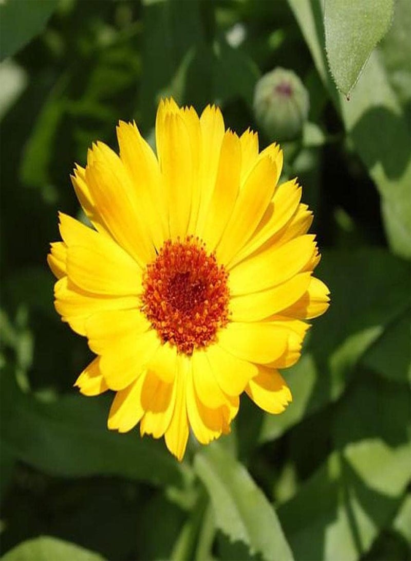 GGOOT 100Pcs Calendula Seeds Bright Yellow Flowers Planted in an Outdoor Garden is Easy to Attract Birds and Bees Look Flattering - Image 3
