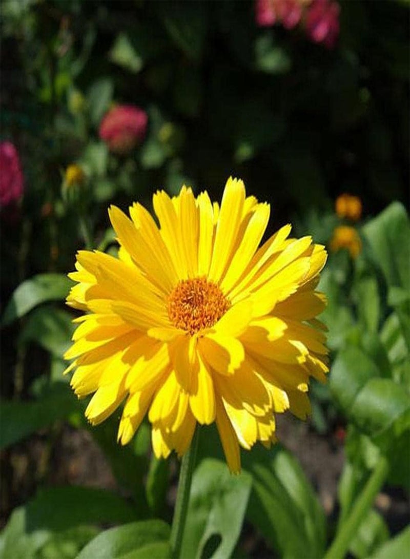 GGOOT 100Pcs Calendula Seeds Bright Yellow Flowers Planted in an Outdoor Garden is Easy to Attract Birds and Bees Look Flattering - Image 1
