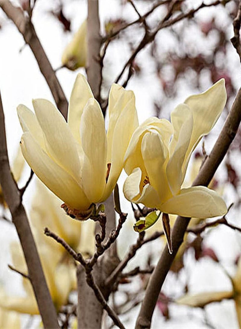 جي جوت 50 قطعة من بذور الماغنوليا، شجرة معمرة نفضية الأوراق، أزهار صفراء مزهرة، مناسبة للزراعة في حديقة المنزل، زهور زينة جميلة - Image 3