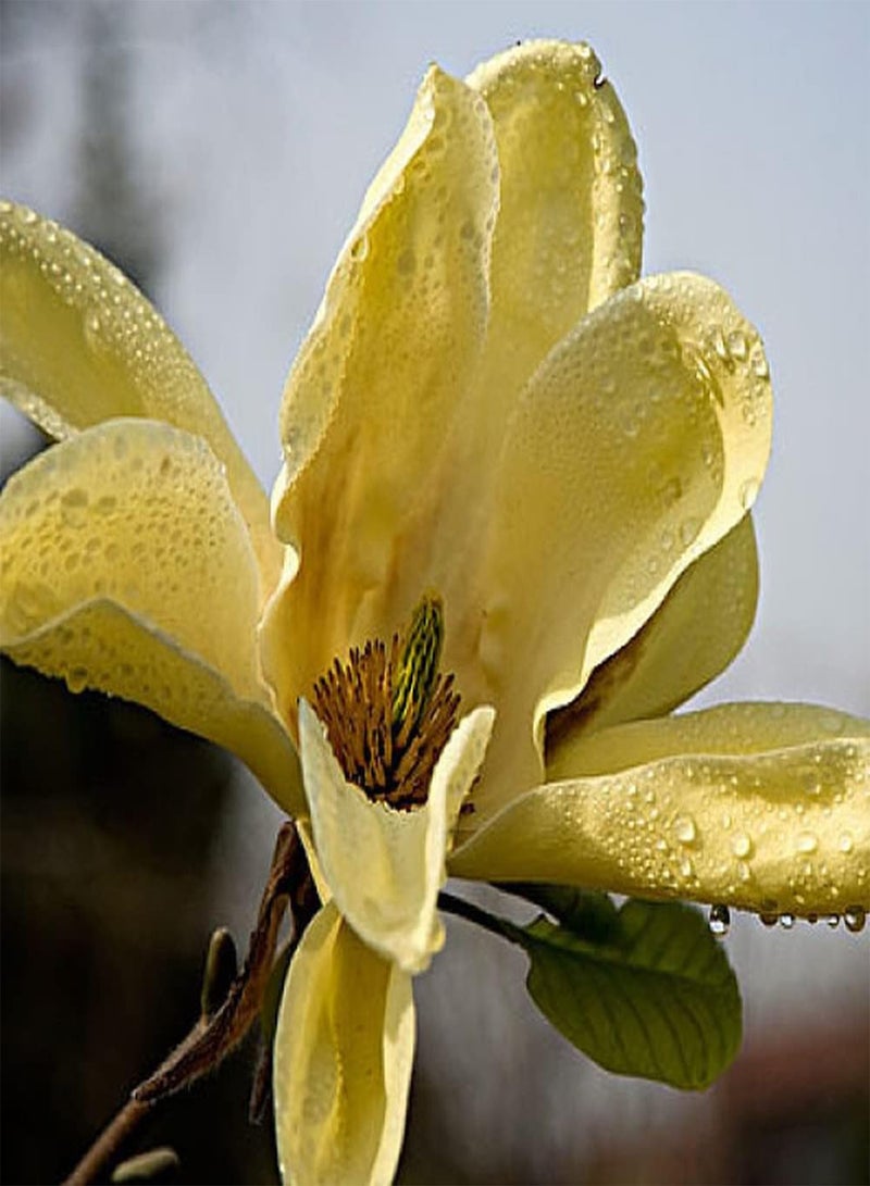 جي جوت 50 قطعة من بذور الماغنوليا، شجرة معمرة نفضية الأوراق، أزهار صفراء مزهرة، مناسبة للزراعة في حديقة المنزل، زهور زينة جميلة - Image 2