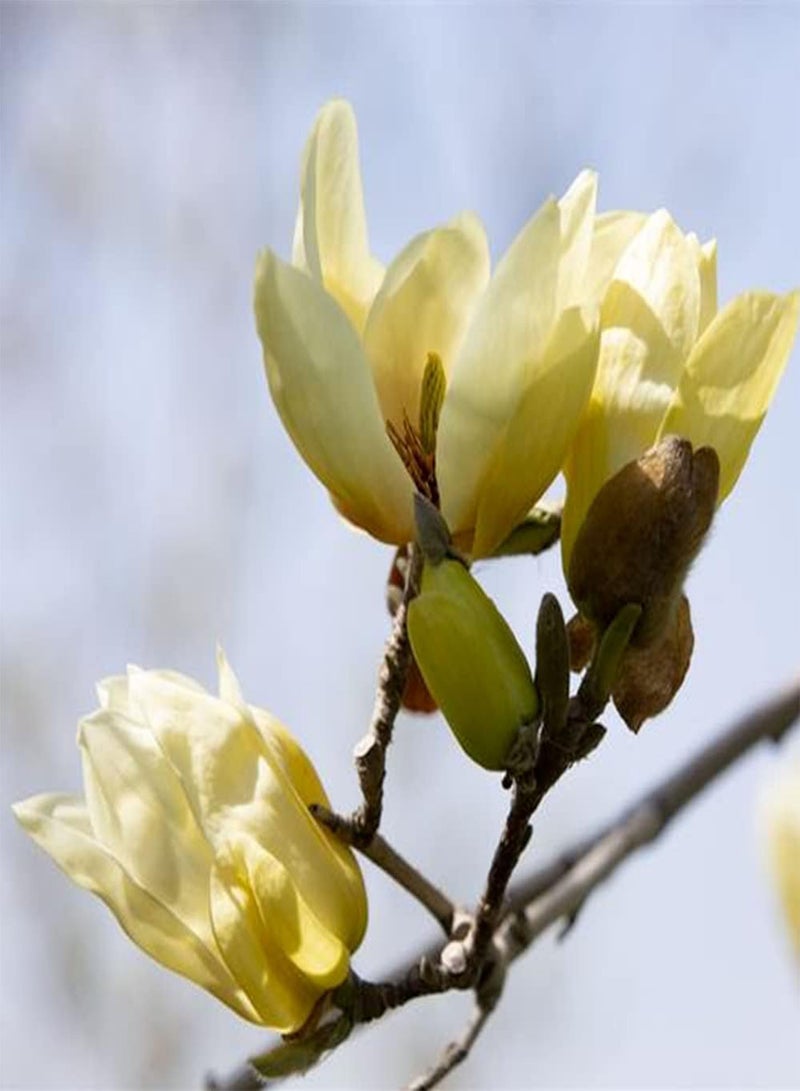 جي جوت 50 قطعة من بذور الماغنوليا، شجرة معمرة نفضية الأوراق، أزهار صفراء مزهرة، مناسبة للزراعة في حديقة المنزل، زهور زينة جميلة - Image 1