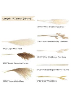 Generic 79 Pcs Dried Pampas Grass Dried Flowers Of Small Reeds Boho Natural Flowers Arrangements White Reed Bunny Tails for Home Decor Flower Living Room Balcony Wedding Party 