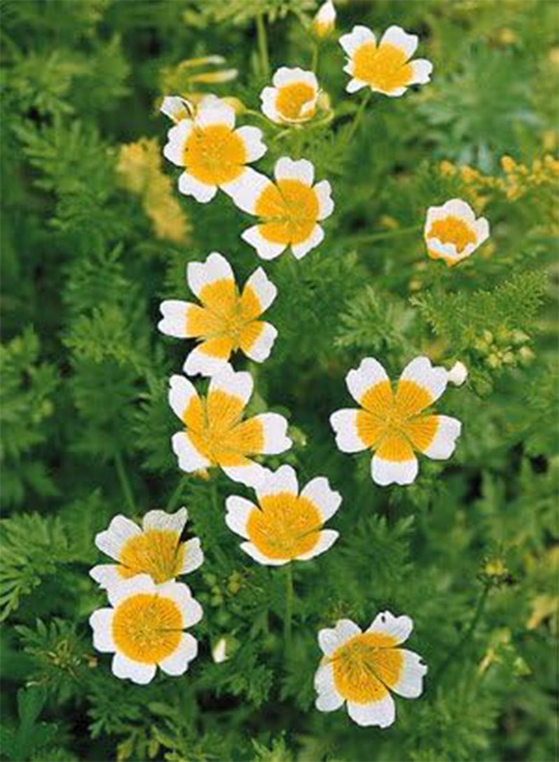 GGOOT Limnanthes Fried Eggs 20 Seeds 