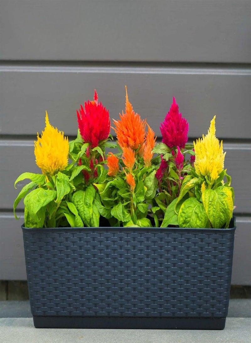 GGOOT Celosia Dwarf Mix - 150 Seeds + Plant tag (Celosia plumosa Nana)