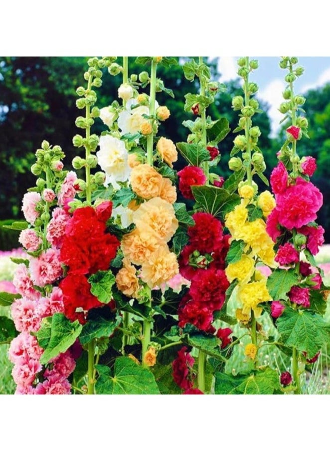 10G Organic Double Hollyhock Sunflower Seeds For Planting NON GMO Flower Seeds With 98% Cleaness, 95% Purity, 85% Germination Rate