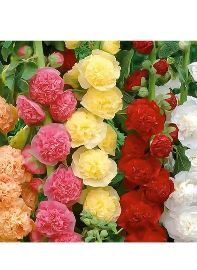 10G Organic Double Hollyhock Sunflower Seeds For Planting NON GMO Flower Seeds With 98% Cleaness, 95% Purity, 85% Germination Rate