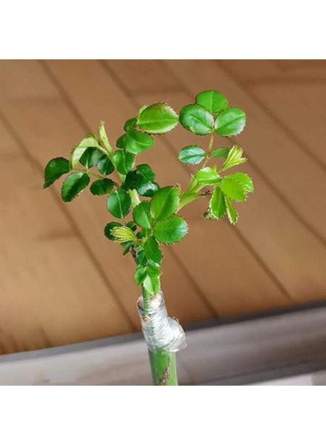 Green Tiger Tape Grafting Film for Plants, Stretchable Garden Grafting Tape Plants Repair Budding Tapes for Floral Fruit Tree and Poly Budding Tape - Image 5