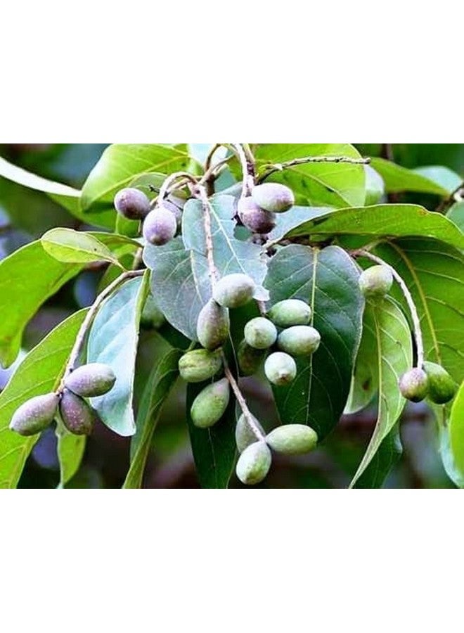 eVasavamba Inknut | Harad | Kadukkai | Karakkaya | Aralu | Haritaki | Harar | Terminalia Chebula | Yellow Myrobalan | Harad Badi Pili | A++ Grade, 400g x 2 Pcs (800g) - Image 5