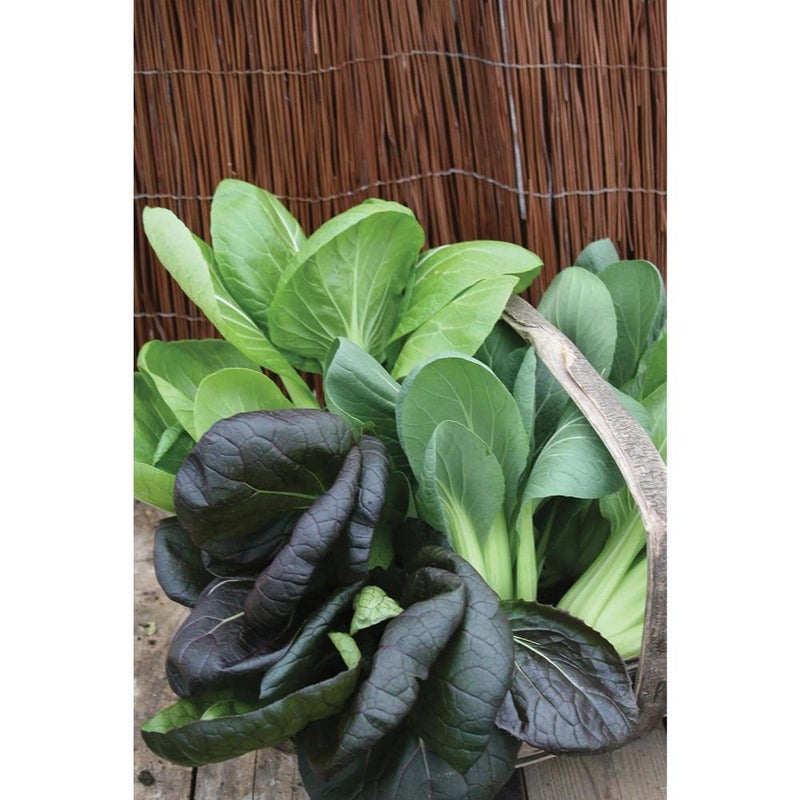 Mr Fothergill's 19509 PAK Choi Colour & Crunch F1 - Image 3