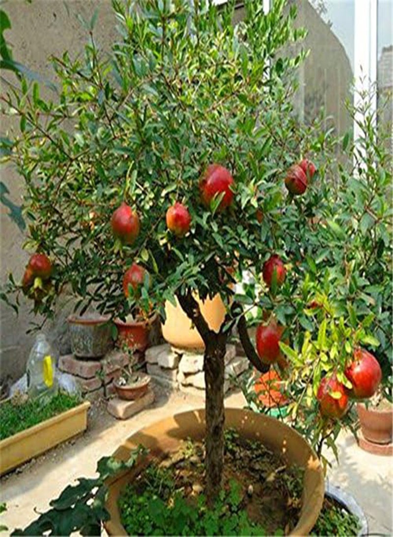 جي جوت 10 بذور/عبوة من بذور الرمان حلوة جدًا، بذور فاكهة لذيذة، نباتات عصارية، شجرة بونساي للمنزل والحديقة - Image 3