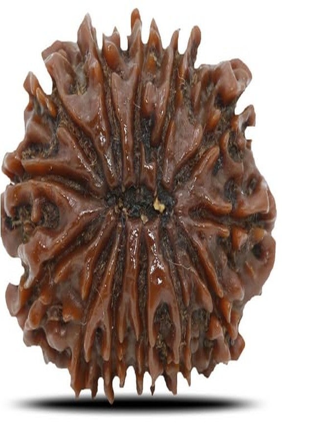 TRINETRA GEMS STONE بني حقيقي Terah Mukhi Rudraksha لصنع قلادة Mala 13 Mukhi Rudraksha خرز نيبالي رائع ثلاثة عشر وجه Rudraksha IGL Lab معتمد من مختبر तेरह मुकी रुप्राक्ष للرجال والنساء - Image 2