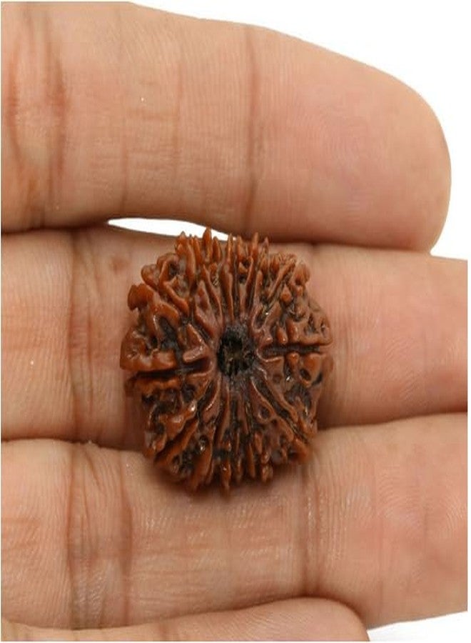 TRINETRA GEMS STONE بني حقيقي Terah Mukhi Rudraksha لصنع قلادة Mala 13 Mukhi Rudraksha خرز نيبالي رائع ثلاثة عشر وجه Rudraksha IGL Lab معتمد من مختبر तेरह मुकी रुप्राक्ष للرجال والنساء - Image 3