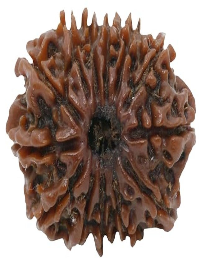 TRINETRA GEMS STONE بني حقيقي Terah Mukhi Rudraksha لصنع قلادة Mala 13 Mukhi Rudraksha خرز نيبالي رائع ثلاثة عشر وجه Rudraksha IGL Lab معتمد من مختبر तेरह मुकी रुप्राक्ष للرجال والنساء - Image 1