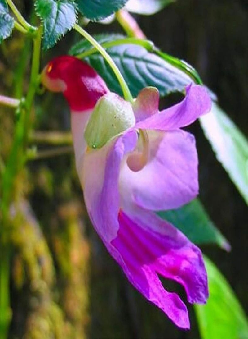 GGOOT 25Pcs/Bag Balsamine Seeds, Fragrant Viable Flourishing Balsamine Seeds for Garden Seed - Image 2