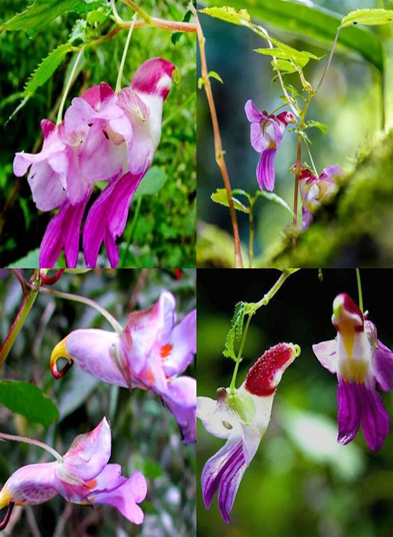 GGOOT 25Pcs/Bag Balsamine Seeds, Fragrant Viable Flourishing Balsamine Seeds for Garden Seed - Image 1