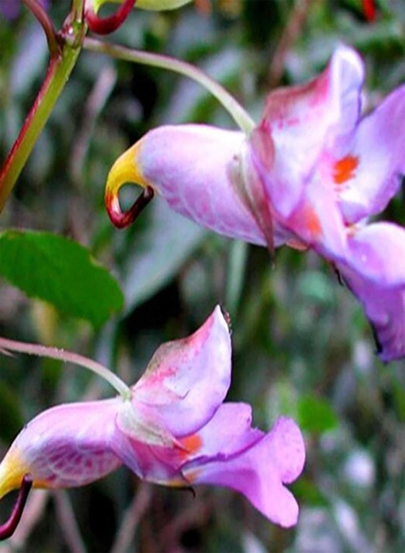 GGOOT 25Pcs/Bag Balsamine Seeds, Fragrant Viable Flourishing Balsamine Seeds for Garden Seed - Image 4