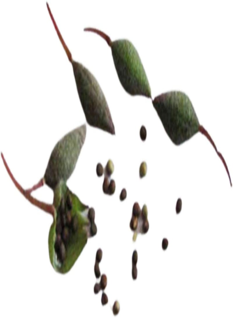 GGOOT 25Pcs/Bag Balsamine Seeds, Fragrant Viable Flourishing Balsamine Seeds for Garden Seed - Image 5