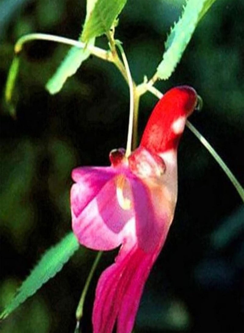 GGOOT 25Pcs/Bag Balsamine Seeds, Fragrant Viable Flourishing Balsamine Seeds for Garden Seed - Image 3