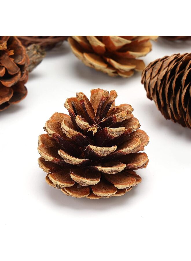 يُسلِّم مجموعة واحدة من أقماع الصنوبر الصغيرة الطبيعية العشوائية، زينة عيد الشكر الصغيرة، حشوات المزهريات للحرف اليدوية والديكورات المنزلية وديكورات الخريف والزفاف - Image 5