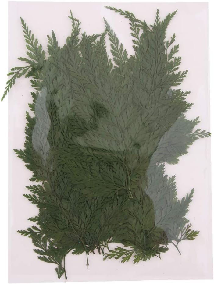 klarako 50Pcs Green Natural Pressed Dried Fern Leaf Dry Plants Epoxy UV Resin Pendant Necklace Nail Art Jewelry Making Scrapbooking DIY - Image 5