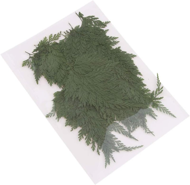 klarako 50Pcs Green Natural Pressed Dried Fern Leaf Dry Plants Epoxy UV Resin Pendant Necklace Nail Art Jewelry Making Scrapbooking DIY - Image 1