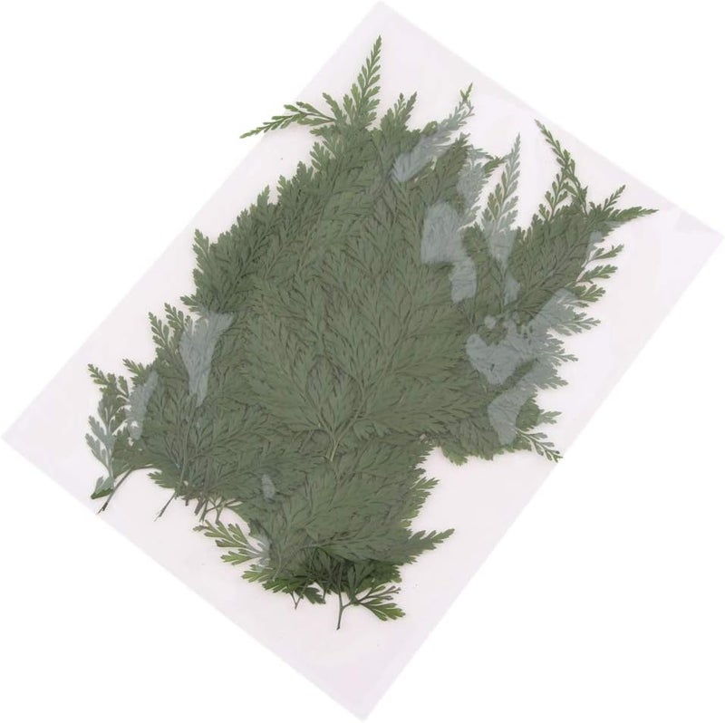 klarako 50Pcs Green Natural Pressed Dried Fern Leaf Dry Plants Epoxy UV Resin Pendant Necklace Nail Art Jewelry Making Scrapbooking DIY - Image 3