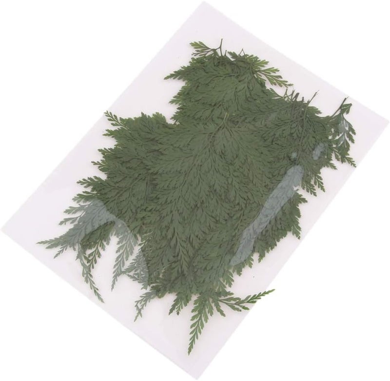 klarako 50Pcs Green Natural Pressed Dried Fern Leaf Dry Plants Epoxy UV Resin Pendant Necklace Nail Art Jewelry Making Scrapbooking DIY - Image 2