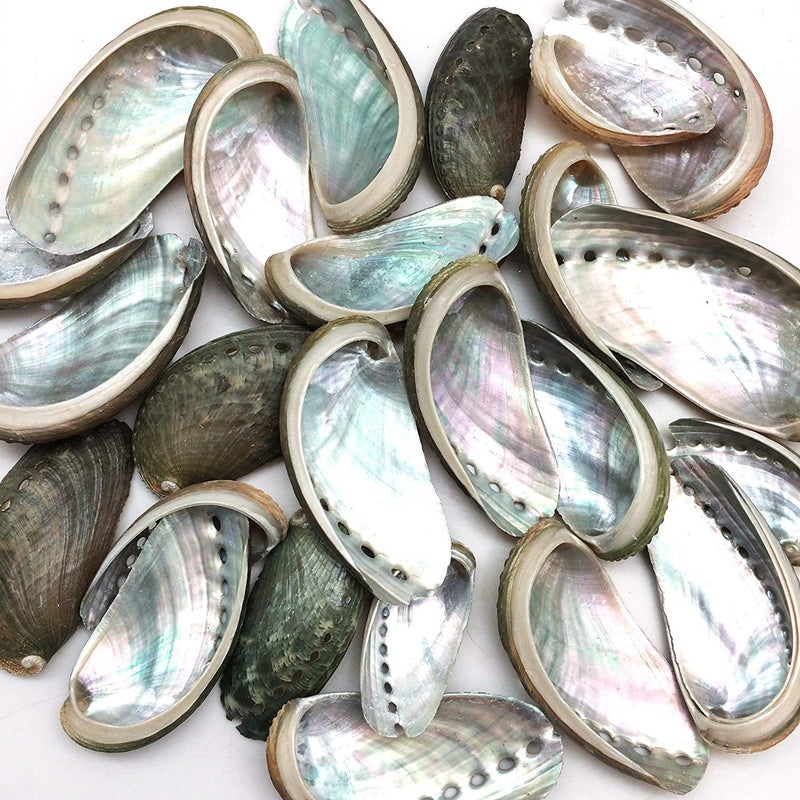 PEPPERLONELY 25 PC Natural Green Donkey Ear Abalone Sea Shells 2 Inch  3 Inch