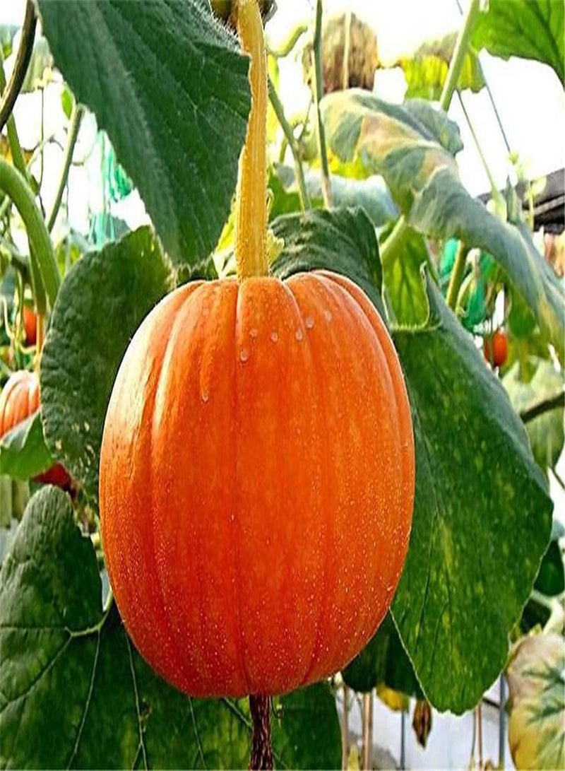 GGOOT Pumpkin Seeds for UK-Collection Gift Seeds Garden Planting Stunning Popular Home DIY-100 Pcs - Image 2