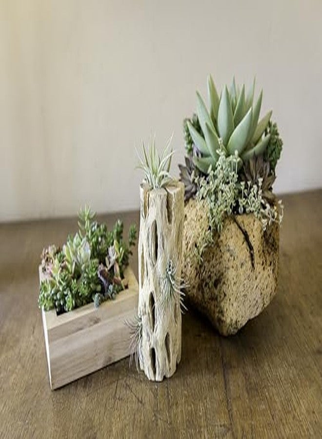 SuperMoss (23491 Cholla Wood, Natural, 1pc (12in) - Image 4