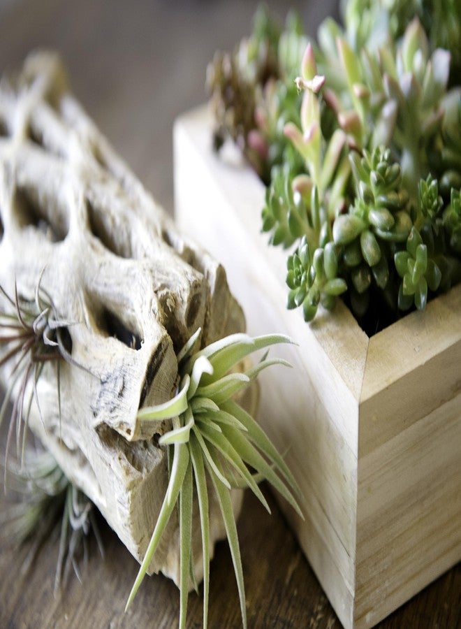 SuperMoss (23491 Cholla Wood, Natural, 1pc (12in) - Image 5