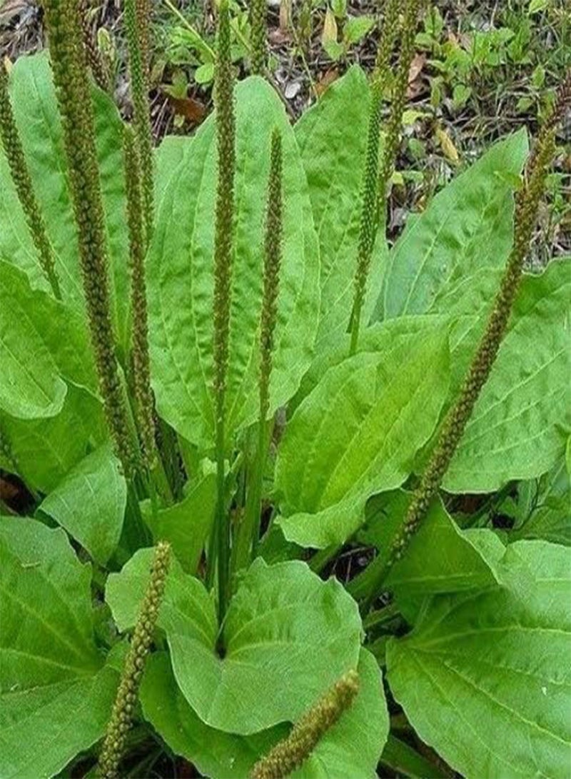 GGOOT Plantain Large Leaf Herb Seeds (Plantago Major Rosularis) 200+Seeds (200+)