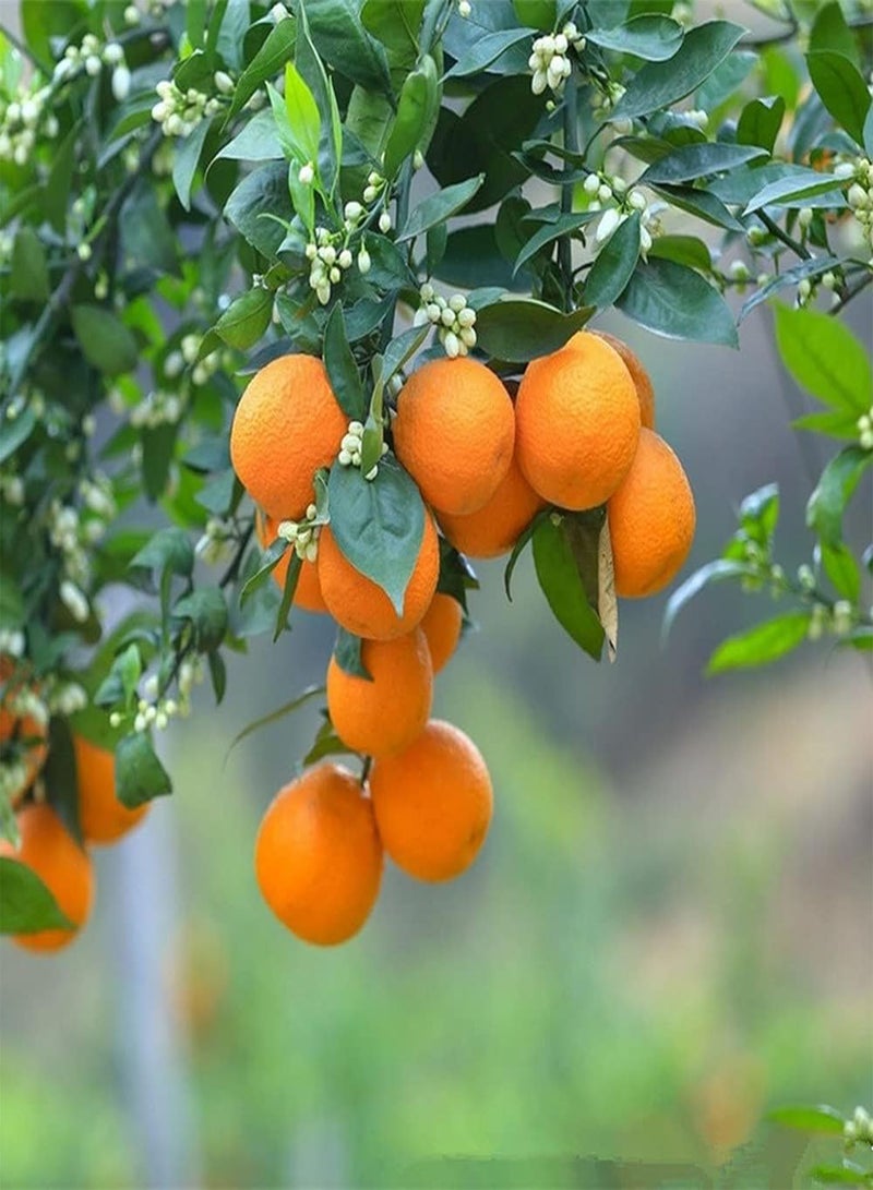 جي جوت 100 قطعة من بذور البرتقال، يوسفي طازج، رائحة طيبة، فواكه أساسية للعائلة، أشجار زينة جميلة، صنف للمبتدئين مناسب للمبتدئين - Image 1