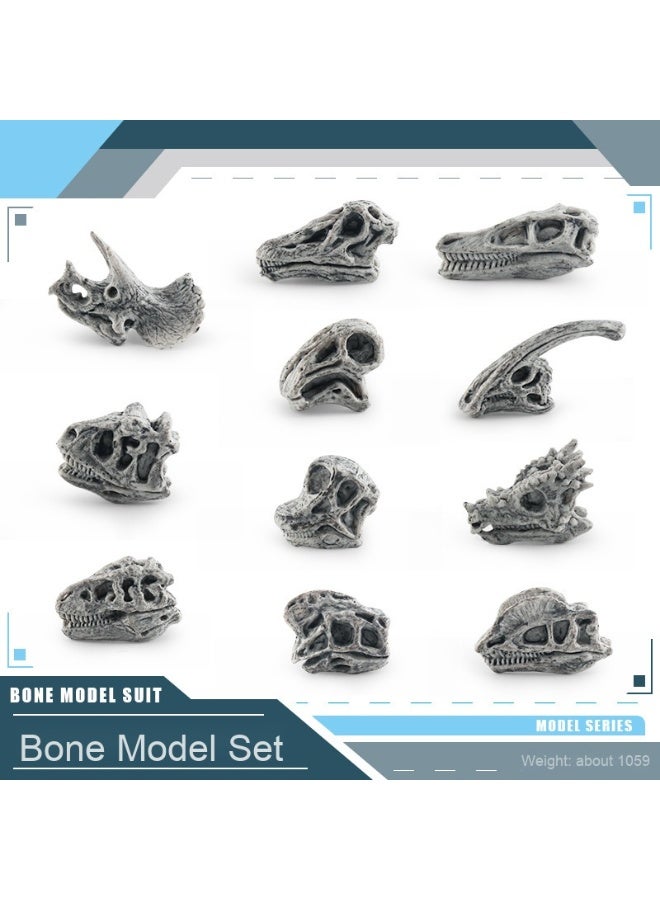 NIBEMINENT Children's Educational Cognitive Fossil Toy - Wild Prehistoric Mammal Dinosaur Skull Model