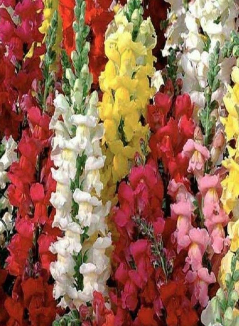 جي جوت 100 بذرة من مزيج زهرة أنف العجل القزم من نوع أنتي رينوم