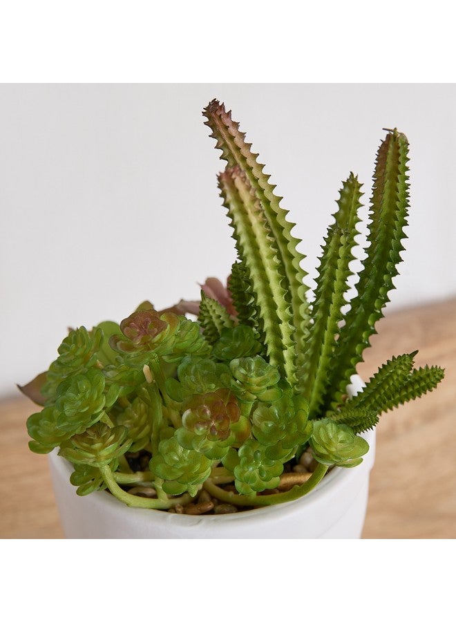 Home Box Ceilo Succulents Arrangement in Urn Ceramic Pot 11 x 24 x 11 cm  - Image 2