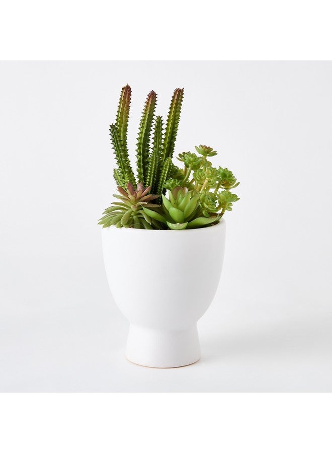 Home Box Ceilo Succulents Arrangement in Urn Ceramic Pot 11 x 24 x 11 cm  - Image 4