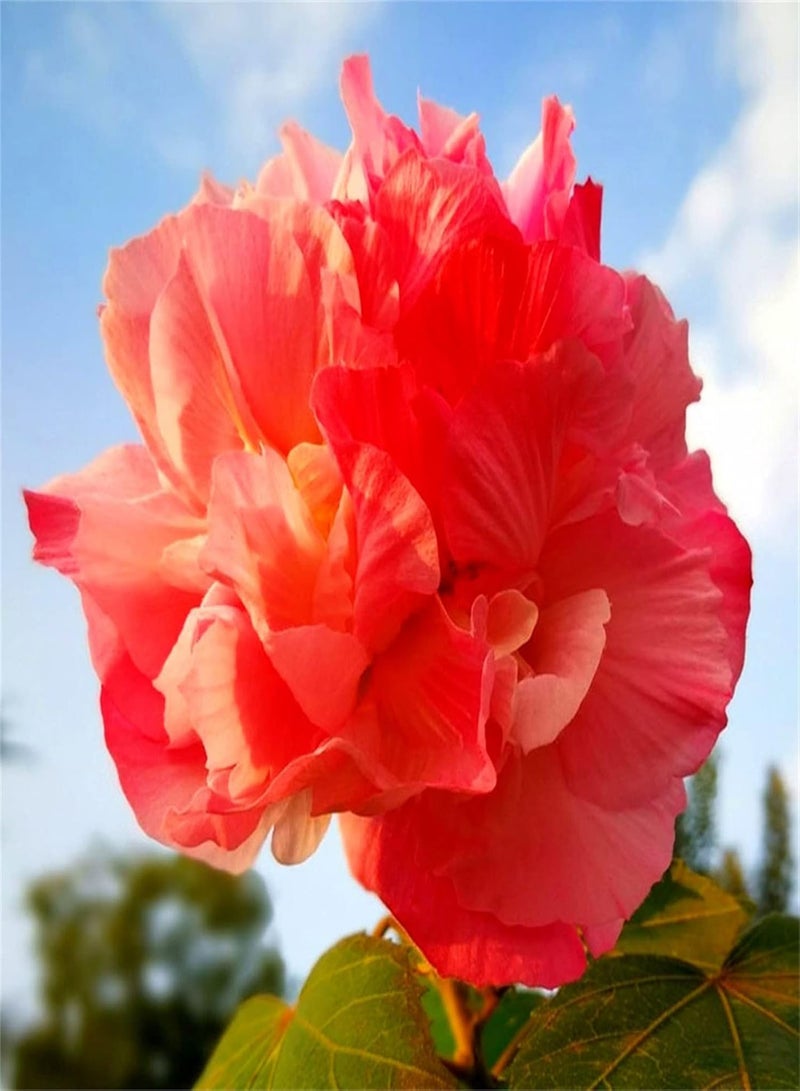 بذور الكركديه للزراعة الآن بذور أزهار معمرة تتحمل الظل، أزهار معمرة تتحمل الظل، مزيج من أزهار البرية، عبوات بذور أزهار بكميات كبيرة