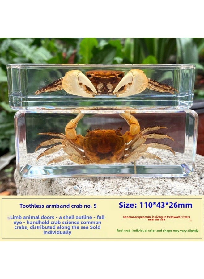 Insect Specimen Real Mono Fairy Amber Scarab Book Town Home Desk Decoration Mantis Spider Scorpion Factory-Color:Toothless Hand Crab 5  - Image 1