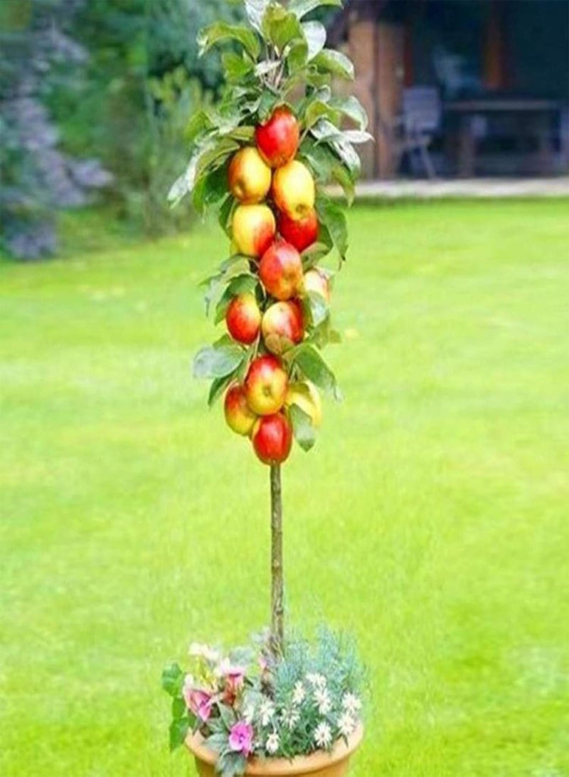 GGOOT 50Pcs Delicious Orange Apple Cherry Kiwi Fruit Seeds Bonsai Tree Ornamental - 50pcs Apple Seeds - Flower Seeds Vegetable Seeds Fruit Seeds Garden Plant Seeds  - Image 1